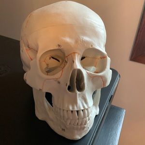 Anatomy skull